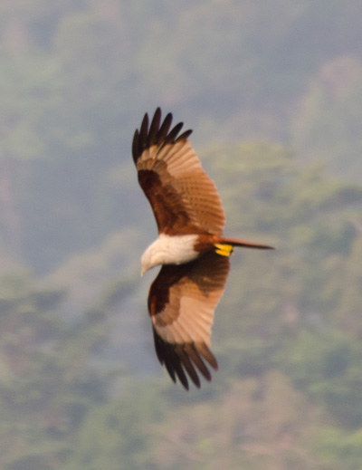 brahminy kite koh chang