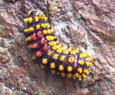 day-flying moth caterpillar koh chang