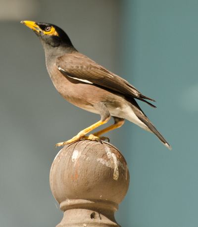 common mynah