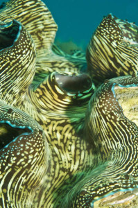 giant clam koh chang 02