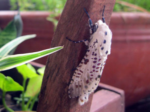 Giant Leopard Moth - Koh Chang Nature Koh Chang Nature