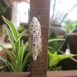 Giant Leopard Moth-01