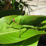 Katydid-01