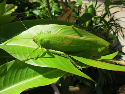 Katydid-02