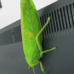 Katydid-04