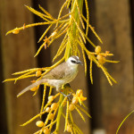 yellow-vented-bulbul-koh-chang