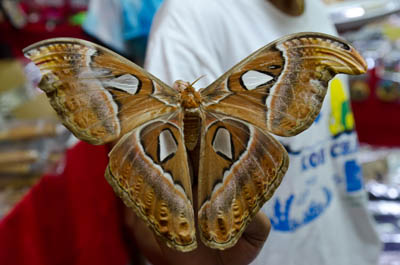 Atlas Moth Koh Chang