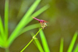 Crimson dropwing koh Chang-01