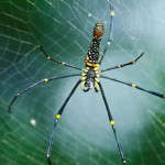 Giant Golden Orb Weaver Spider 01