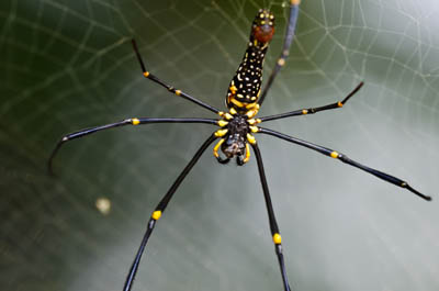 Orb-weaver spider - Wikipedia