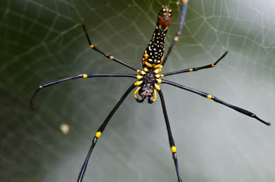 Giant Golden Orb Weaver Spider 02