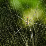 Giant Golden Orb Weaver Spider 03