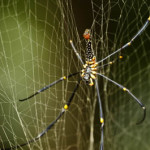 Giant Golden Orb Weaver Spider 04