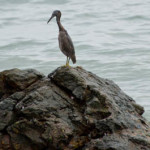 pacific reef heron 02