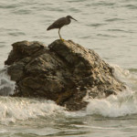 pacific reef heron 03