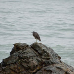 pacific reef heron 05