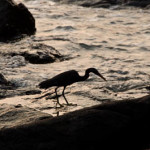 pacific reef heron 06