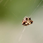spiny orb weaver koh chang