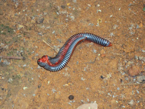 thai rainbow millipede koh chang