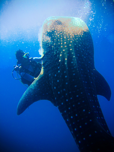 whale shark koh chang 01