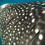 whale shark koh chang 02