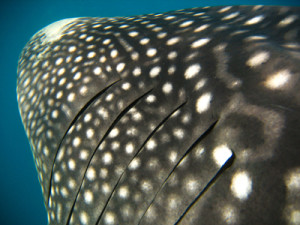 whale shark koh chang 02