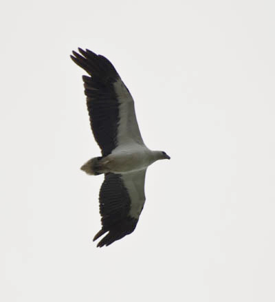 white bellied sea eagle koh chang