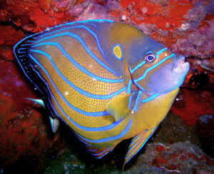 blue ring angelfish koh chang