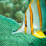 copperband buterflyfish koh chang