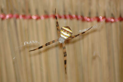 garden or writing spider koh chang