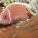 pink skunk clownfish koh chang