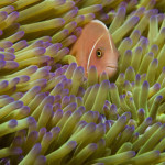 pink skunk clownfish koh chang