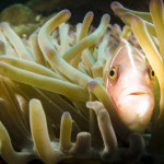 pink skunk clownfish koh chang