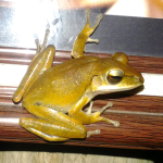 Golden Tree Frog Koh Chang 7