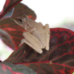 golden tree frog koh chang 1