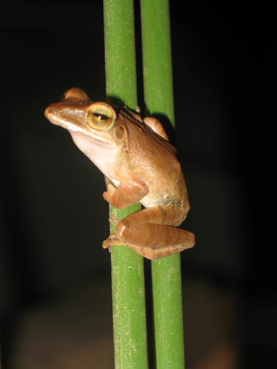 golden tree frog koh chang 2