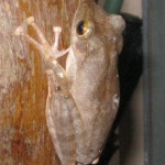 golden tree frog koh chang 3