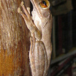 golden tree frog koh chang 4