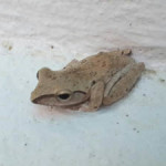 golden tree frog koh chang 5