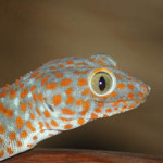 tokay gecko koh chang 1