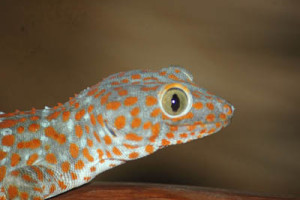 tokay gecko koh chang 1