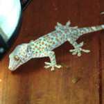 tokay gecko koh chang 2