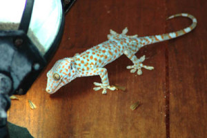 tokay gecko koh chang 2
