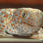 tokay gecko koh chang 3