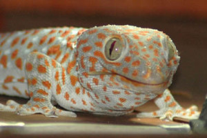 tokay gecko koh chang 3