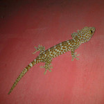 tokay gecko koh chang 5