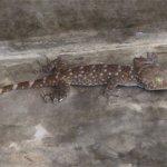 tokay gecko koh chang 6