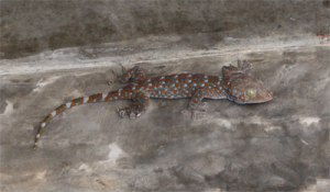 tokay gecko koh chang 6