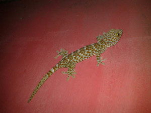 tokay gecko koh chang 5