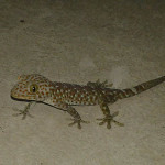 tokay gecko koh chang 7